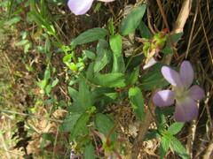 Viola portalesia, photograph Bruno Avilez, CC BY, iNaturalist via GBIF