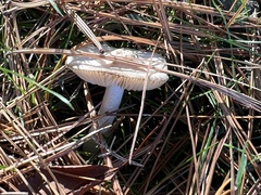 Volvariella pusilla