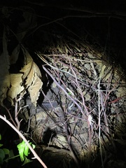 Rieppeleon kerstenii