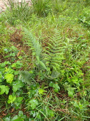 Polystichum pungens
