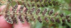 Polystichum pungens