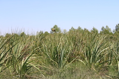 Pseudoleistes virescens