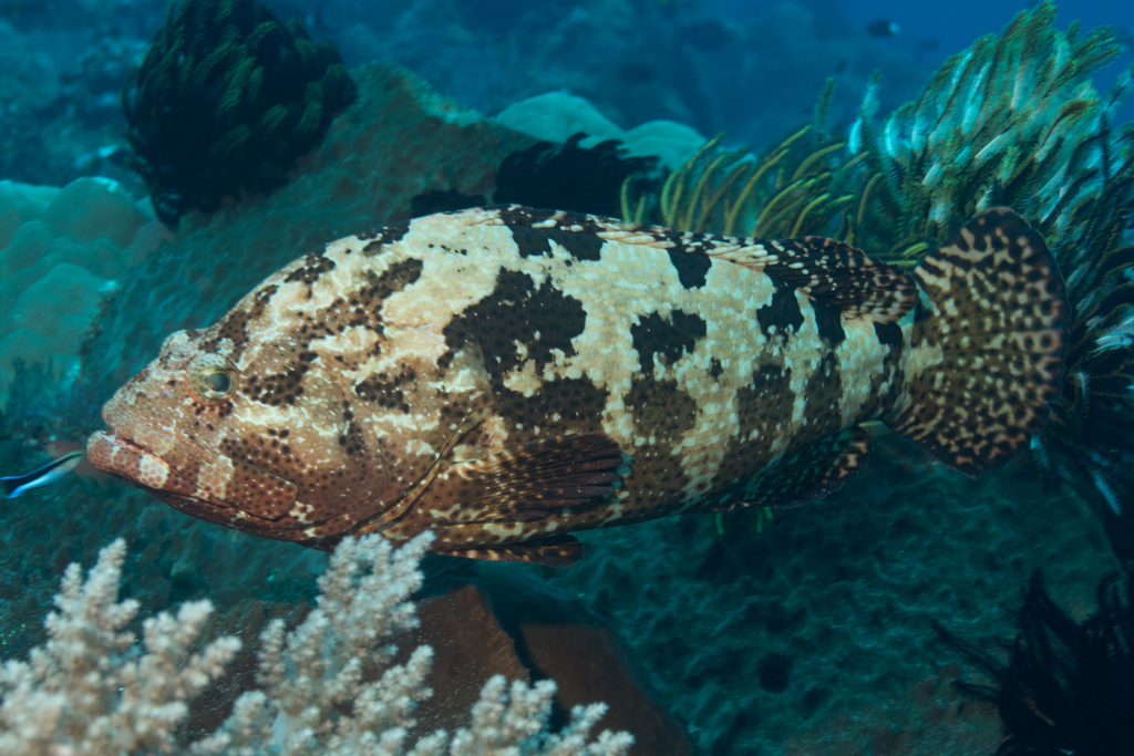 Brown-Marbled Grouper