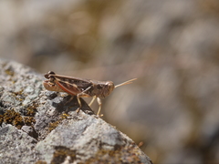 Melanoplus devastator
