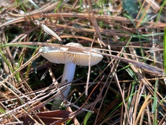 Volvariella pusilla