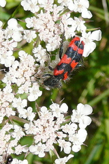 Trichodes alvearius