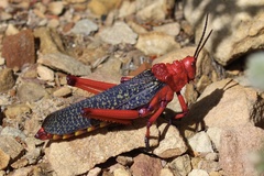 Phymateus morbillosus