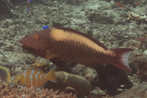 Spotted Parrotfish