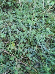 Hypericum tomentosum