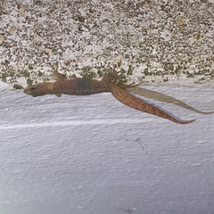 Afrogecko porphyreus