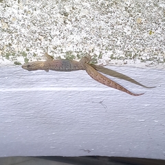 Afrogecko porphyreus