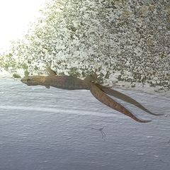 Afrogecko porphyreus