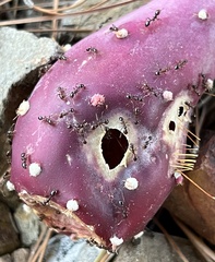 Solenopsis xyloni