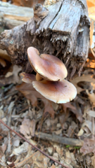 Hypholoma lateritium