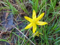 Hypoxis hygrometrica