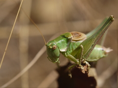 Idiostatus californicus