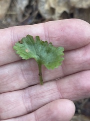 Ranunculus cassubicus
