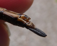 Somatochlora kennedyi