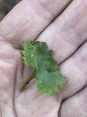 Ranunculus cassubicus