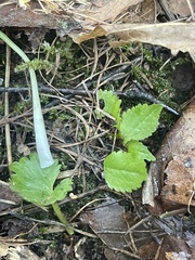 Ranunculus cassubicus