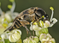 Variimorda villosa