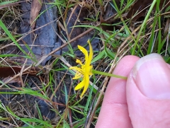 Hypoxis hygrometrica
