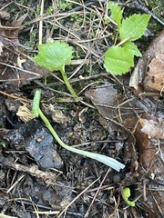 Ranunculus cassubicus