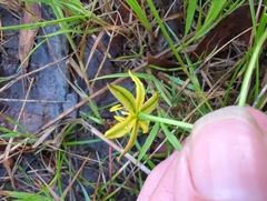Hypoxis hygrometrica
