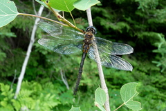 Somatochlora kennedyi