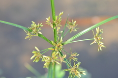 Cyperus haspan