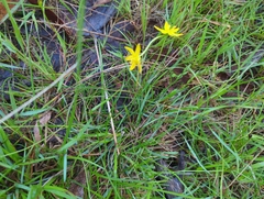Hypoxis hygrometrica