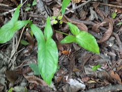 Syngonium podophyllum