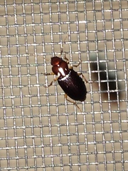 Trichotichnus vulpeculus