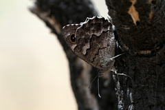 Hipparchia tamadabae