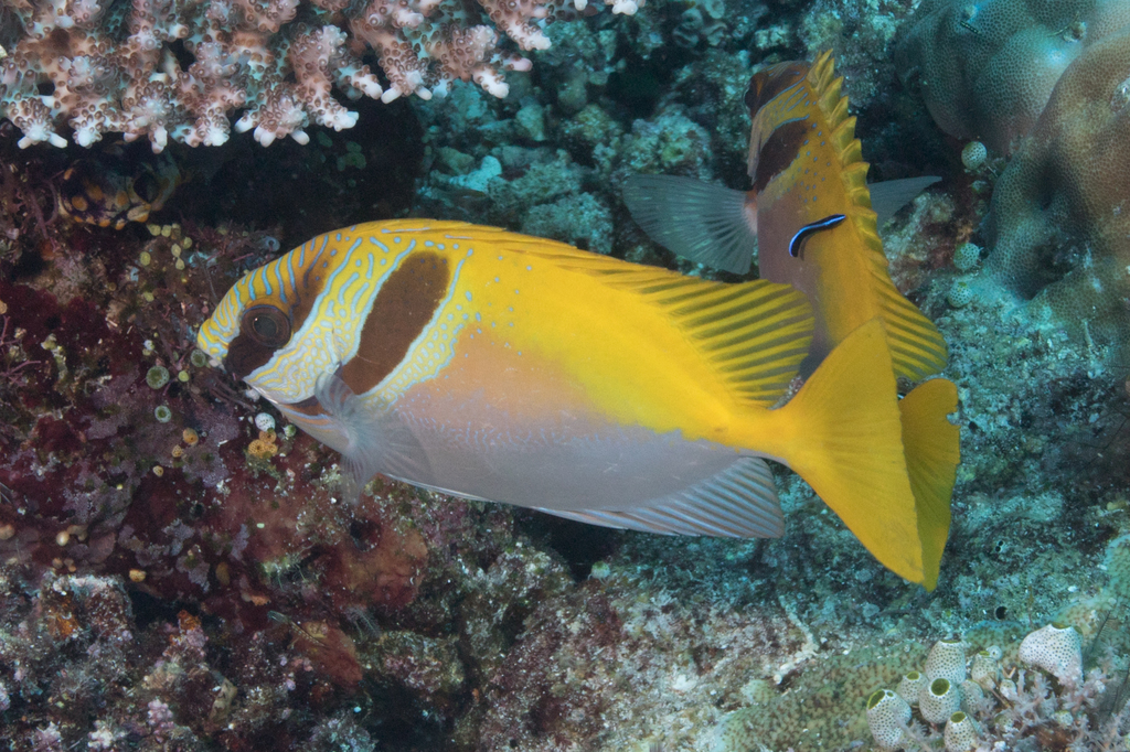 Barhead Spinefoot
