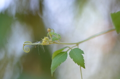 Cardiospermum grandiflorum