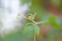 Cardiospermum grandiflorum