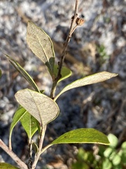 Lyonia fruticosa