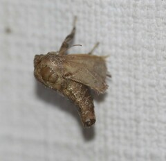 Anaxidia lozogramma