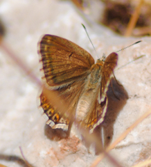 Polyommatus hispana