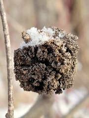 Aceria parapopuli