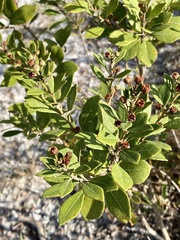 Lyonia fruticosa