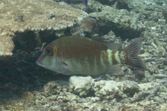 Lethrinus erythropterus