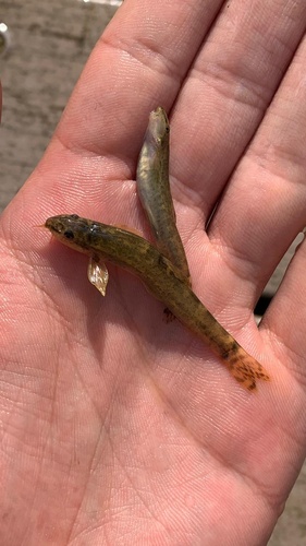 Syrian loach (Oxynoemacheilus insignis) — Nemacheilidae — 2