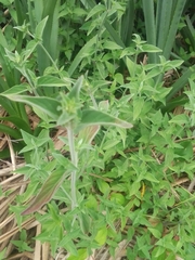 Dicliptera squarrosa