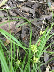 Carex louisianica
