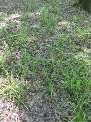 Carex louisianica