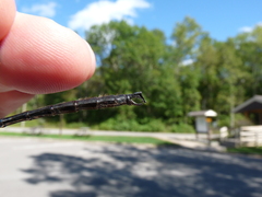 Somatochlora tenebrosa