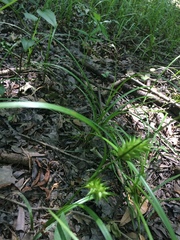 Carex louisianica