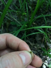 Carex louisianica